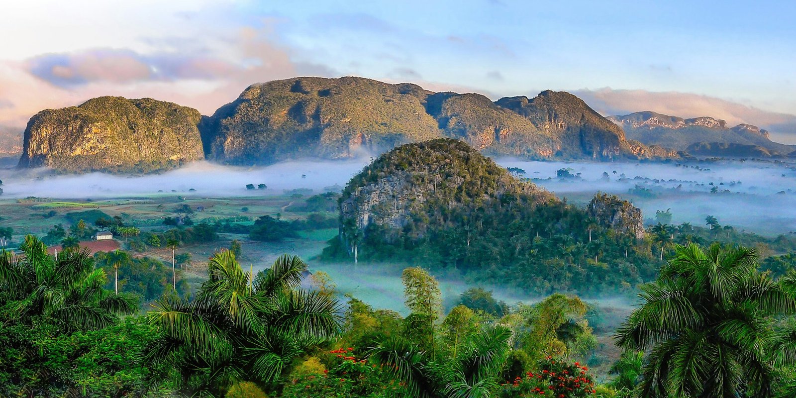 Les meilleurs engrais naturels pour stimuler la croissance de vos plantes