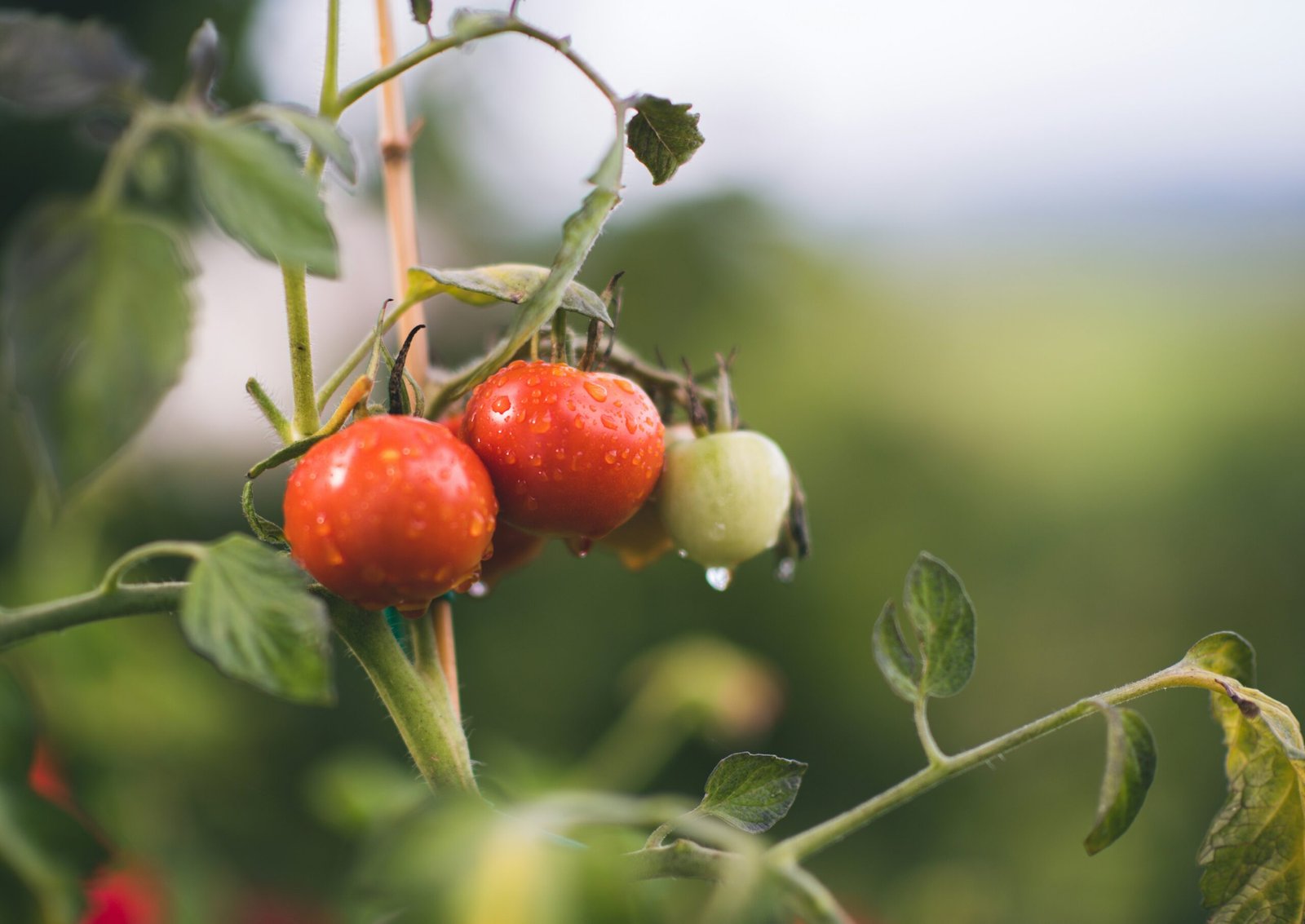 Les secrets d’un sol fertile : comment améliorer naturellement la qualité de votre terre