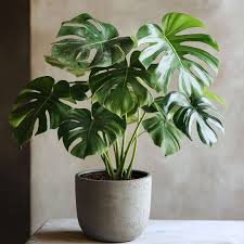 Monstera Deliciosa Plant