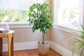 Ficus Indoor Plant